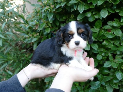 CHIOT 3 - Cavalier King Charles Spaniel