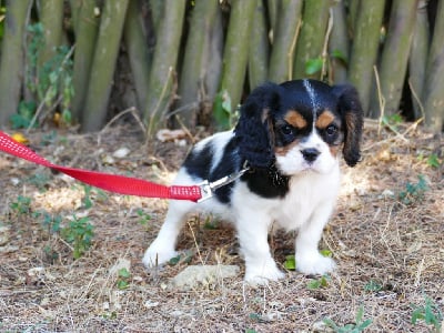 Les chiots de Cavalier King Charles Spaniel