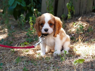 Les chiots de Cavalier King Charles Spaniel