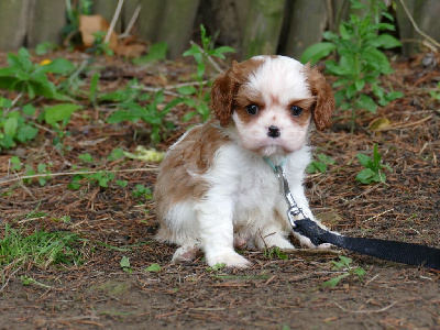 Les chiots de Cavalier King Charles Spaniel