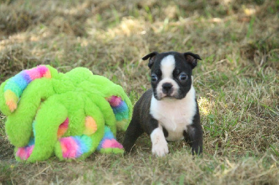 Les chiots de Boston Terrier