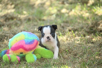 Les chiots de Boston Terrier