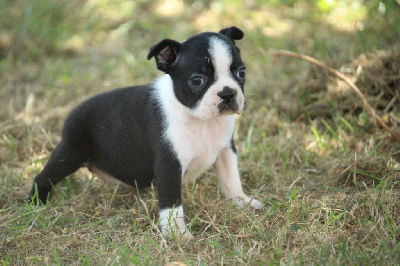 Les chiots de Boston Terrier