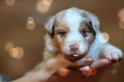 Les chiots de Berger Australien