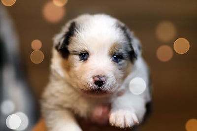 Les chiots de Berger Australien