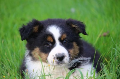 Les chiots de Berger Australien