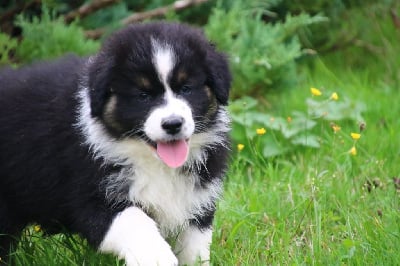 Les chiots de Berger Australien