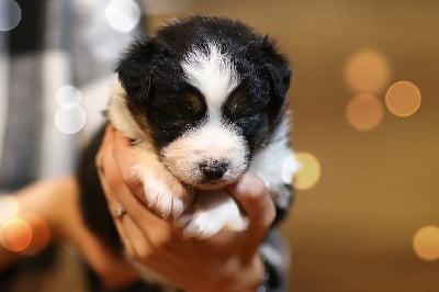 Les chiots de Berger Australien