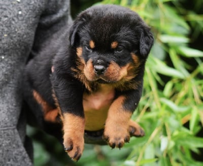 Les chiots de Rottweiler