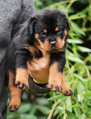 Les chiots de Rottweiler