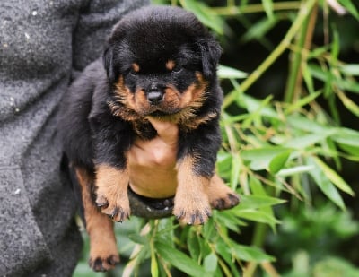 Les chiots de Rottweiler