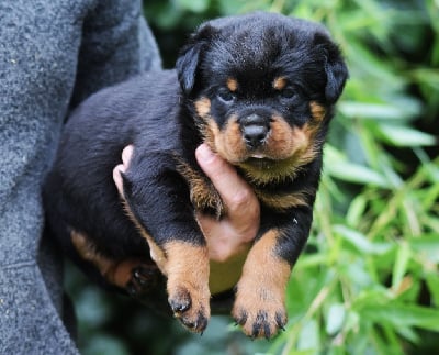 Les chiots de Rottweiler