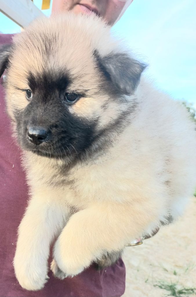 CHIOT 5 - Eurasier