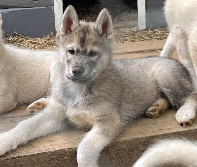 Les chiots de Siberian Husky