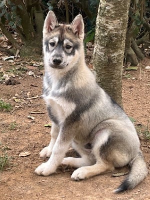 Les chiots de Siberian Husky