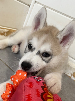 Les chiots de Siberian Husky