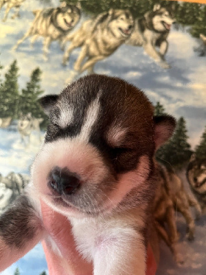 Les chiots de Siberian Husky