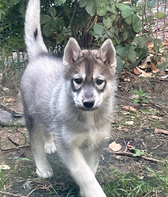 Les chiots de Siberian Husky