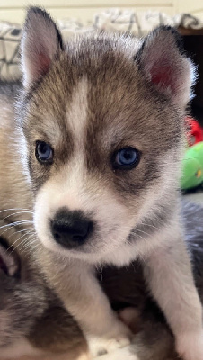 Les chiots de Siberian Husky