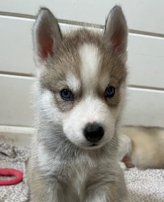 Les chiots de Siberian Husky