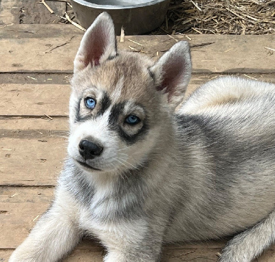 Les chiots de Siberian Husky