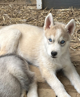 Les chiots de Siberian Husky