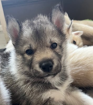 Les chiots de Siberian Husky