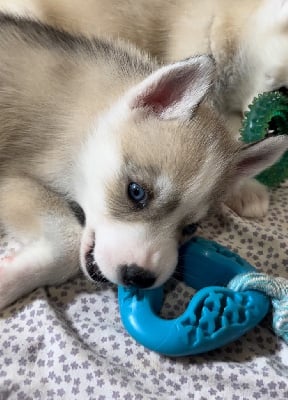 Les chiots de Siberian Husky