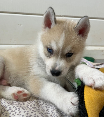 Les chiots de Siberian Husky