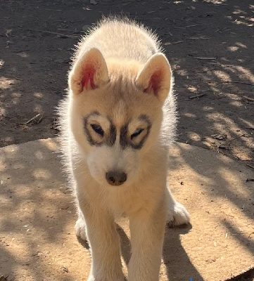 Les chiots de Siberian Husky