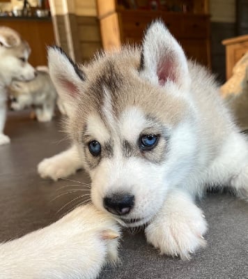 Les chiots de Siberian Husky