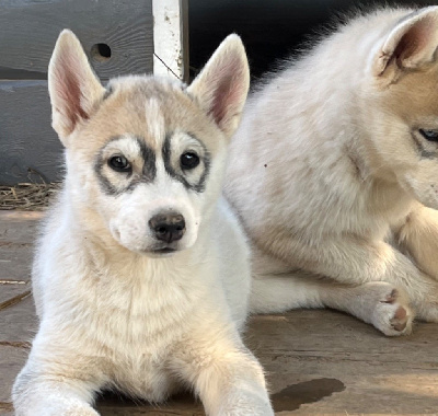 Les chiots de Siberian Husky