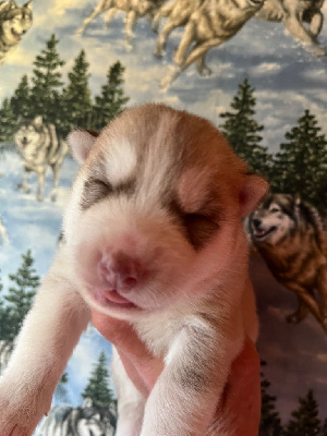 Les chiots de Siberian Husky