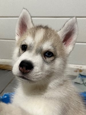 Les chiots de Siberian Husky