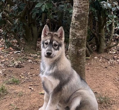 Les chiots de Siberian Husky