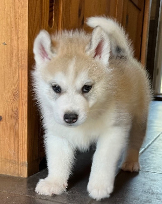 Les chiots de Siberian Husky