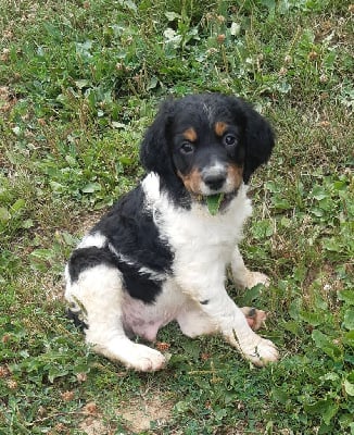 Les chiots de Epagneul Breton