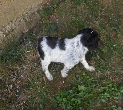 Les chiots de Epagneul Breton