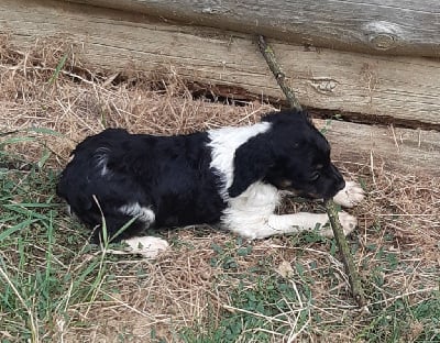 Les chiots de Epagneul Breton