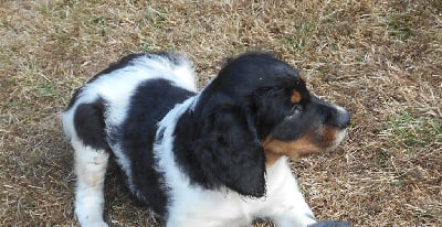 Les chiots de Epagneul Breton