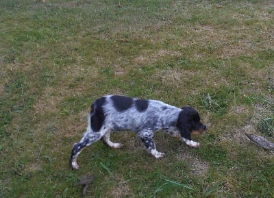 Les chiots de Epagneul Breton