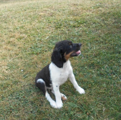 Les chiots de Epagneul Breton