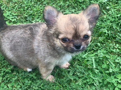 Les chiots de Chihuahua