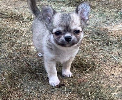 Les chiots de Chihuahua