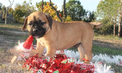 Les chiots de Bulldog continental