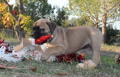 Les chiots de Bulldog continental