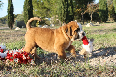 Les chiots de Bulldog continental