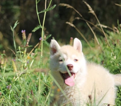 Les chiots de Siberian Husky