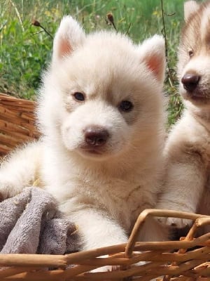 Les chiots de Siberian Husky