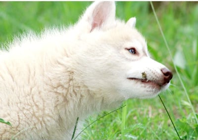 Les chiots de Siberian Husky